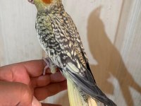 50 günlük kusursuz pearl sultan papağanı bebek