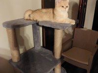 British Shorthair Golden 1 Yaşında Dişi