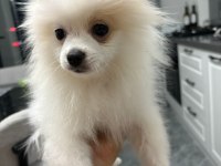 A kalite pomeranian boo