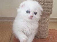 1 Scottish Fold Ve 1 British Yavru