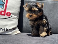 Show kaite tea cup yorkshire terrier yavrumuz