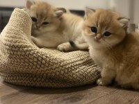 British Shorthair Golden