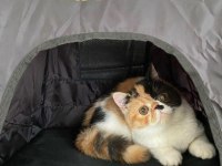 Exotic shorthair 5 aylık
