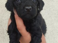 Siyah Poodle İnci Gibi Güzellikler