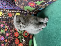 Kırık kulak ayı kafa yavru scottish fold