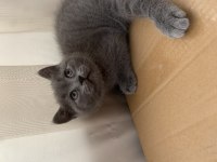 British Shorthair Topidik Yeni Yuvasını Arıyor