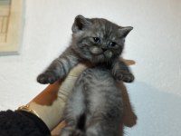 British shorthair kedisi