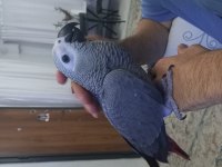 Tatlı bebek jako papağanı 4 aylık