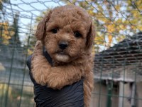 Poodle Yavrumuz Yeni Yuvasını Arıyor