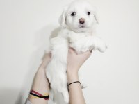 Maltese minikler