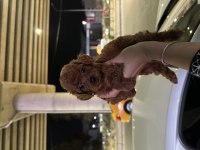Kore kan toy poodle bebekler