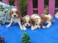 Çok sevimli cavalier king charles yavrularımız