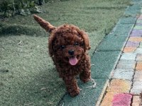 Teacup Poodle Dişi Yavru