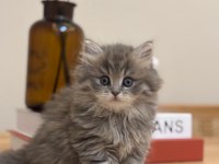 2 aylık 17 adet sağlık garantili british longhair yavrular