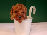 Mükemmel Teacup Poodle Yavrularımız