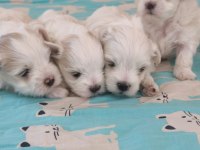 Kore maltese bebek köpekler