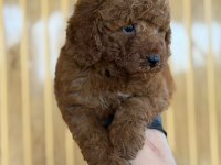 Toy Poodle Bebekleri Referans Yavru