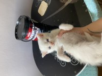 Yavru British Shorthair Antalya