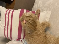 Acil sahiplendiriyorum 4 aylık maltipoo