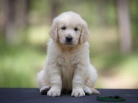 Bebek suratlı golden retriever yavrularım