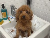 2 yaş dişi toy poodle
