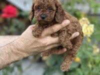 Toy Poodle Kore Bebekler Teslime Hazırlar