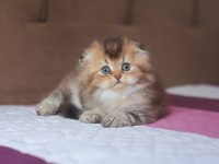 Üst kaliteli erkek by25 chocolate golden scottish fold