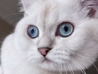 4 Aylık Erkek British Shorthair Silver Point