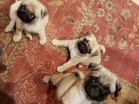 55 Günlük Renk Ve Anatomi Güzeli PugMops Bebekler