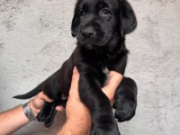 Tarım ve orman bakanlığı onaylı çiftlikten labrador