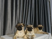 Orjinal pug yavru köpeklerimiz