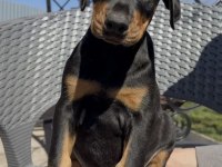 Show kalite doberman yavrular