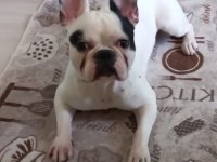 1.4 YAŞINDA ERKEK KISIR DEĞİL FRENCH BULLDOG