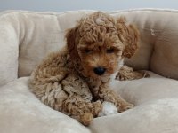 45 günlük dişi maltipoo