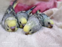 KONUŞMAYA YATKIN MUHABBET KUŞU BEBEKLER