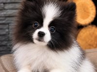 TEDDY BEAR GÜZELLİĞİ AYICIK POMERANİAN OĞLUMUZ