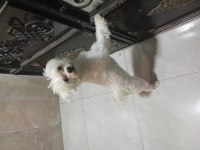 Tam 6 aylık orjinal 0 numara Maltese Terrier