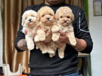MALTİPOO BEBEKLERİMİZ