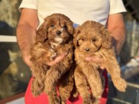 Petmode köpek çiftliğinde ziyarete açık kore maltipoo