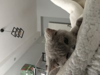 British shorthair mars çocuğa yuva