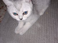 Cana Yakın Oyuncu British Shorthair 2 Aylık Dişi