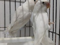 Albino takım sevda papağanı