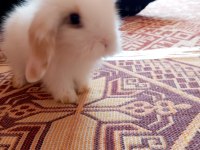 Hollanda lop tavşanlar