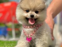 Sevimli Pomeranian Boo Yavrularımız