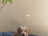 Maltes terrier