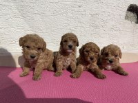 Renk renk toy poodle bebeklerim