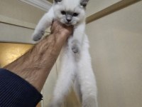 Scottish fold