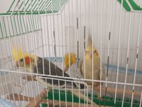 Bir dişi bir erkek sultan papağanı erkek olan konuşuyor