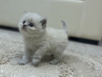 Mavi gözlü yavru british longhair
