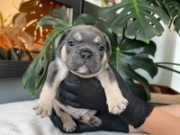 RENGARENK FRENCH BULLDOG YAVRULARIM EGZOTİK